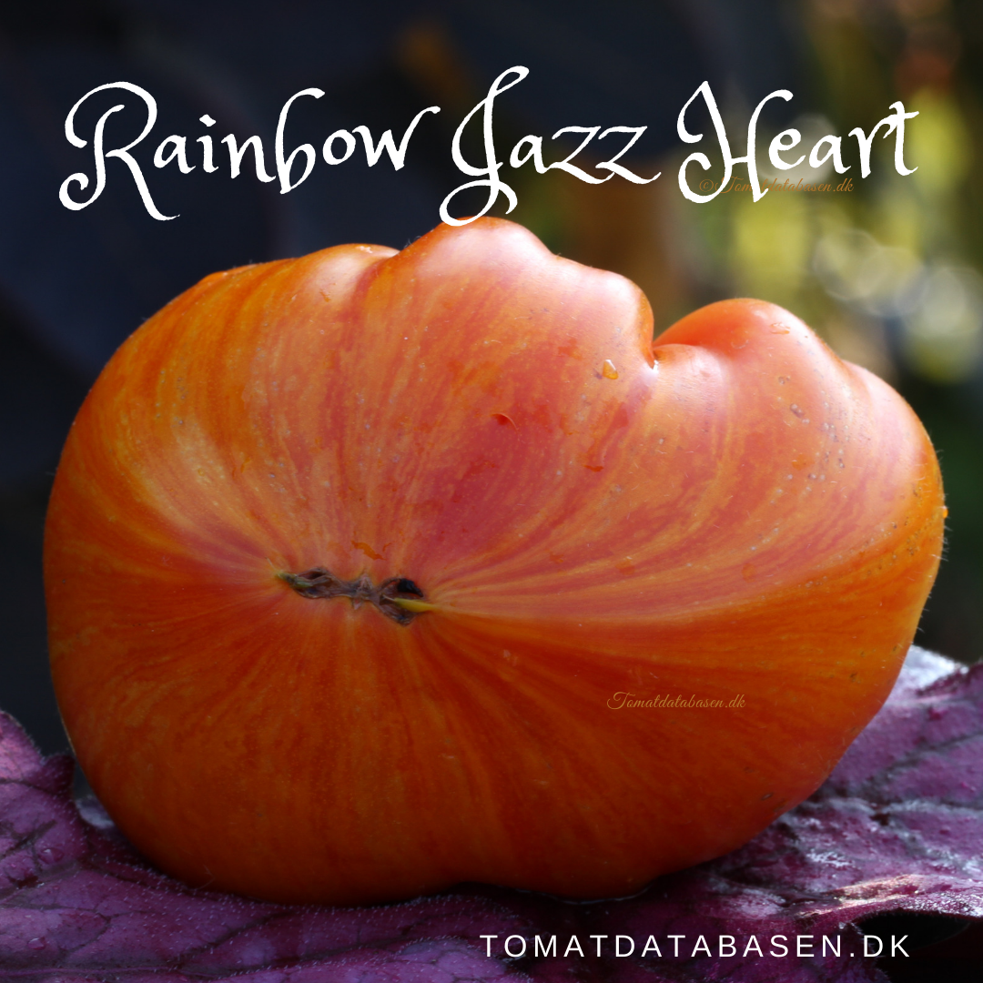 Rainbow Jazz Heart